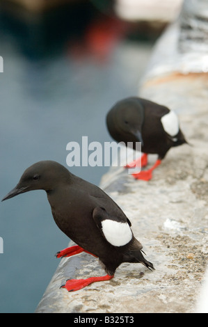 Le guillemot à miroir (Cepphus grylle), perché sur le mur du port, dans l'île de Man en plumage nuptial Banque D'Images