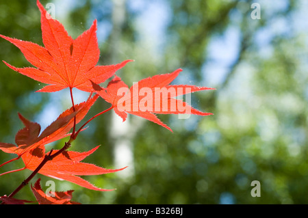 Feuilles d'érable japonais sur fond vert Banque D'Images