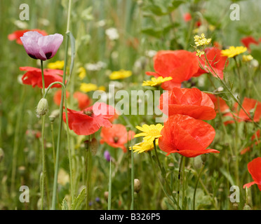 Coquelicots Banque D'Images