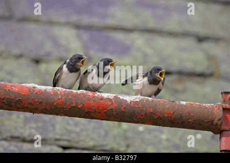 Hirondelle, l'hirondelle rustique (Hirundo rustica), des poussins appelant à l'alimentation Banque D'Images