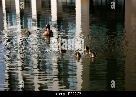 Avec les 9 canards en poussins Bassin Battlebridge sur Regents Canal, Kings Cross, London Banque D'Images