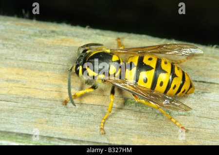 Wasp (Paravespula germanica allemand) bois grinçante pour le matériel du nid Banque D'Images