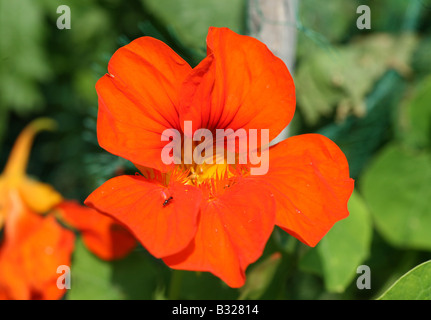 Close up of a red orange Capucine (Tropaeolum) flower Banque D'Images