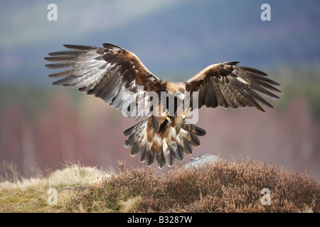 L'Aigle royal (Aquila chrysaetos), des profils dans la préparation du vol à la terre Banque D'Images