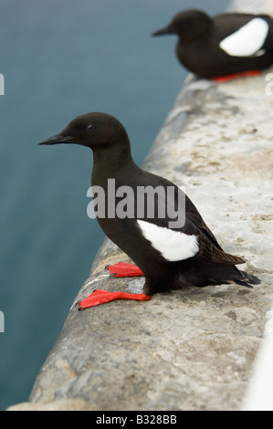 Le guillemot à miroir (Cepphus grylle), perché sur le mur du port, dans l'île de Man en plumage nuptial Banque D'Images