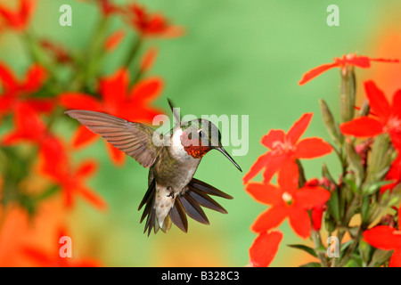 Colibri à gorge rubis en quête de nectar de fleurs Scouler Royal en Banque D'Images