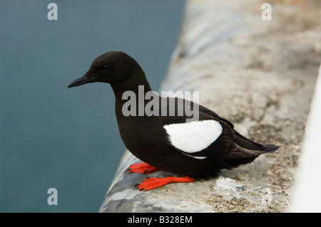 Le guillemot à miroir (Cepphus grylle), perché sur le mur du port, dans l'île de Man en plumage nuptial Banque D'Images