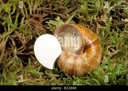 Escargot romain, les escargots escargot, escargots (Helix pomatia) se réveiller après hibernation Banque D'Images