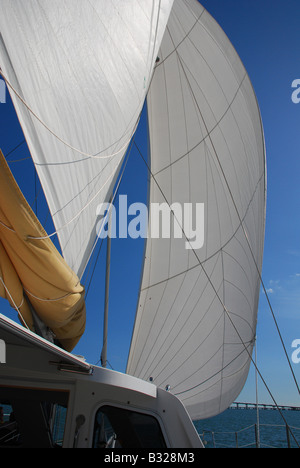 Voile toutes voiles dehors dans la baie Biscayne Miami Floride Banque D'Images