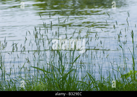 Les herbes sont de plus en plus sur la rive du lac dans le Parc National de Onuma quasi, Hokkaido, Japon. Banque D'Images