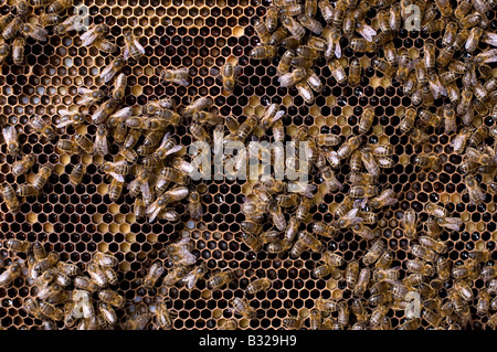 Les abeilles au travail sur un nid dans l'East Sussex Photo par Andrew Hasson 15 Mai 2008 Banque D'Images