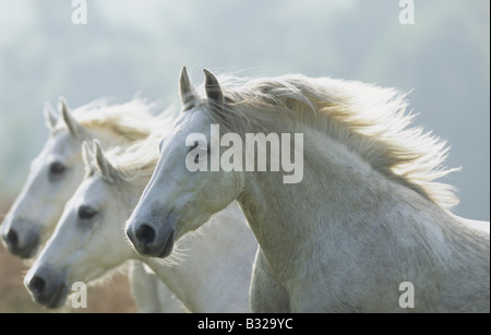 Poney Connemara (Equus caballus). Troupeau au galop Banque D'Images