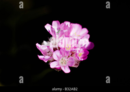 Close up of Alpine Thrift Armeria alpina fleurs Banque D'Images