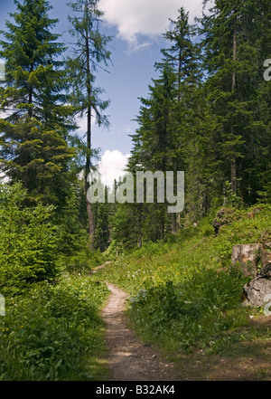 Chemin Des Bois, dans le Val di Braies, Dolomites, Italie Banque D'Images