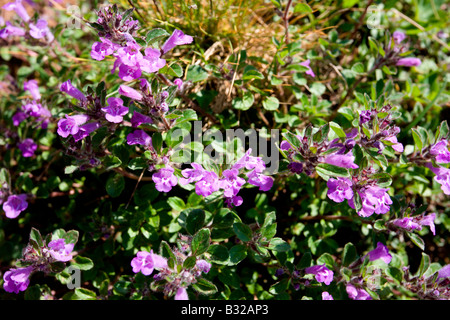 Kitzbühler Horn Aurach Trek : Fleurs sauvages Banque D'Images