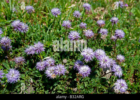 Kitzbühler Horn Aurach Trek : Fleurs sauvages Banque D'Images