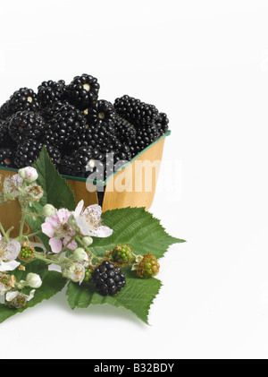 Panier de mûres et de la direction générale des blackberry découper sur fond blanc Banque D'Images