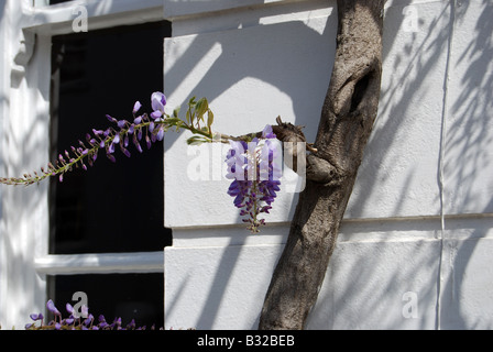 La floraison des glycines vigne sur mur blanc dans la région de Holland Park, Londres Banque D'Images
