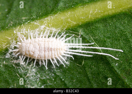 L'Australie longtailed mealybug Banque D'Images