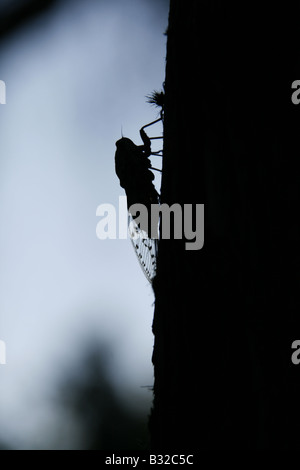 Une cigale insectes Mouche reposant sur l'arbre en italie Banque D'Images