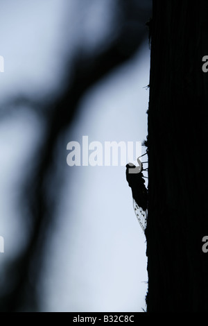 Une cigale insectes Mouche reposant sur l'arbre en italie Banque D'Images