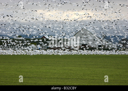 Des Neiges prendre son envol au cours de leur migration manuelle Banque D'Images