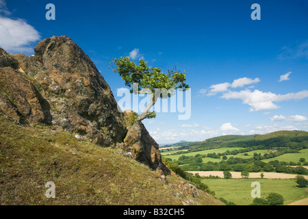 Lone Oak tree sur le Lawley Church Stretton Hills près de Shrewsbury Shropshire England Royaume-Uni GB Grande-bretagne British Isl Banque D'Images