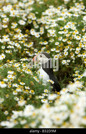 Macareux moine sur l'île de Skomer, dans un lit de fleur daisy (jeter un oeil à mes autres photos de macareux, cliquez sur mon nom) Banque D'Images