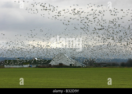 Vol d'Oies des neiges au cours de leur migration manuelle Banque D'Images