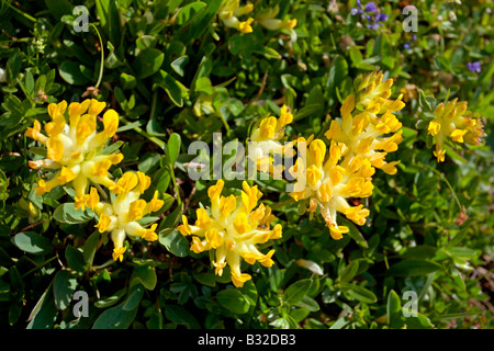 Kitzbühler Horn Aurach Trek : Fleurs sauvages : Vesce Rein Banque D'Images