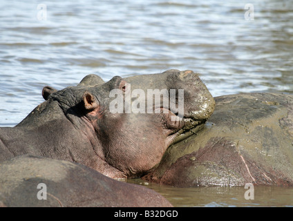 Hippo reposant, Sainte-Lucie, Afrique du Sud Banque D'Images