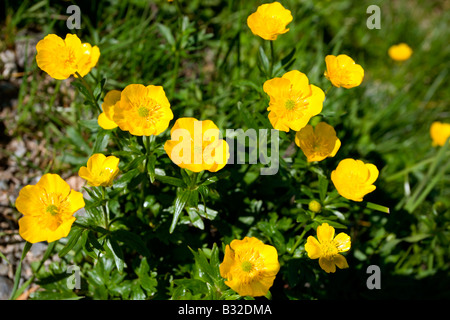 Kitzbühler Horn Aurach Trek : Fleurs sauvages : quintefeuille d'Or Banque D'Images