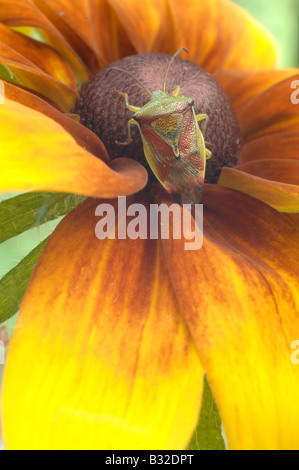 Green Shield bug sur une fleur de Rudbeckia Banque D'Images