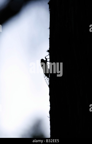 Une cigale insectes Mouche reposant sur l'arbre en italie Banque D'Images