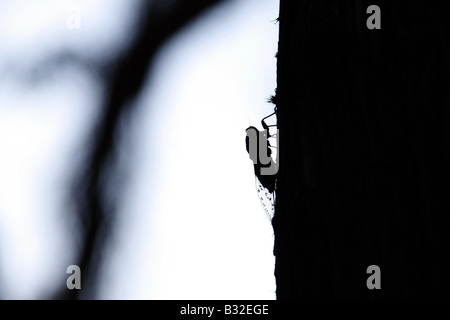 Une cigale insectes Mouche reposant sur l'arbre en italie Banque D'Images