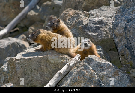 Marmotte à ventre jaune Marmota flaviventris jeunes entre les roches du parc national de Yellowstone au Wyoming Banque D'Images