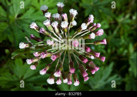 Western coltsfoot Banque D'Images