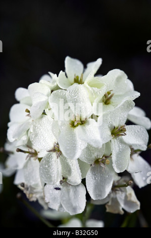 Giroflée franciscaine Banque D'Images