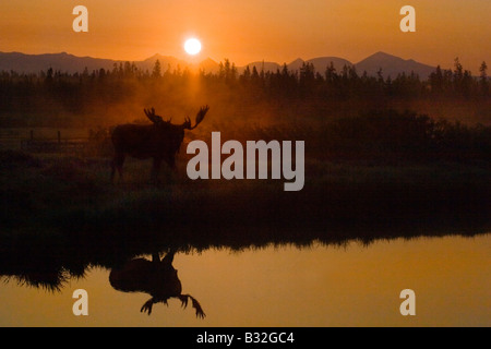 Un Orignal Alces alces sur la rive de la rivière Yellowstone au lever du soleil, le parc national de Yellowstone au Wyoming Banque D'Images