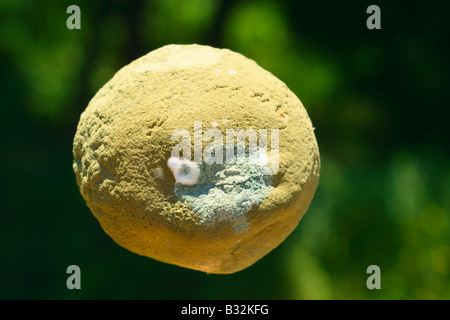 Moule verte, Penicillium sp. couvrant un fruit orange Banque D'Images