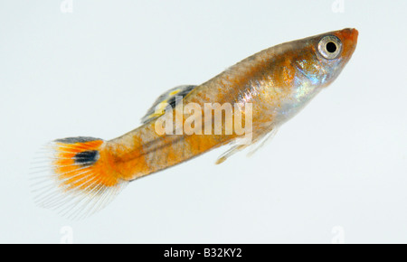 Guppy Endlers, Endlers Livebearer (Poecilia wingei), homme, studio photo Banque D'Images