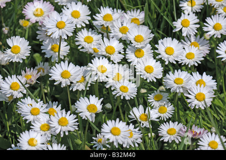 Marguerite commune, l'anglais, Daisy Daisy Meadow (Bellis perennis), fleurs Banque D'Images