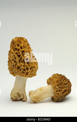 Morel, jaune (Morchella esculenta morille commune, Morchella rotunda, Morchella vulgaris), studio photo Banque D'Images