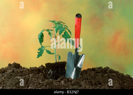 La tomate (Lycopersicon pruinosa) prêt pour la plantation Banque D'Images