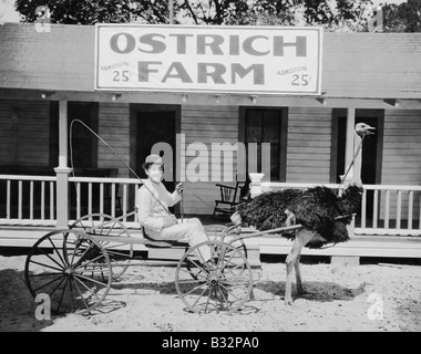 Tirant d'autruche dans l'homme panier sur ostrich farm Banque D'Images