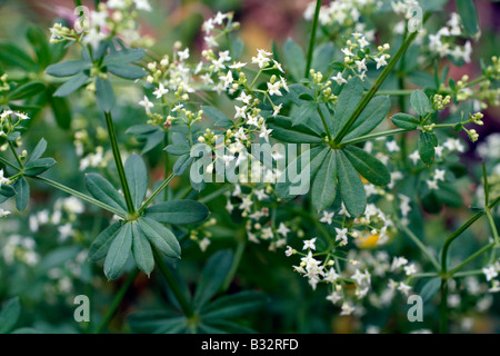 Le Galium mollugo gaillet mollugine COUVERTURE Banque D'Images