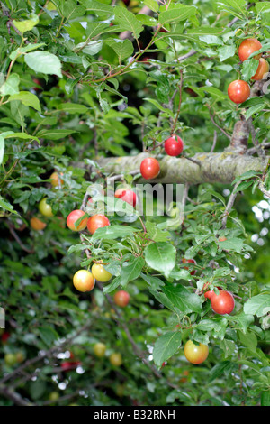 CHERRY PLUM PRUNUS CERASIFERA fruits mûrs Banque D'Images