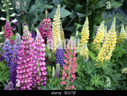 Lupins vivaces formant touffe Banque D'Images