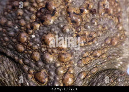 Bufo regularis, crapaud panthérin Banque D'Images