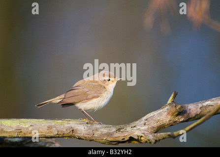 Phylloscopus collybita « récent Claj Norfolk Avril Banque D'Images